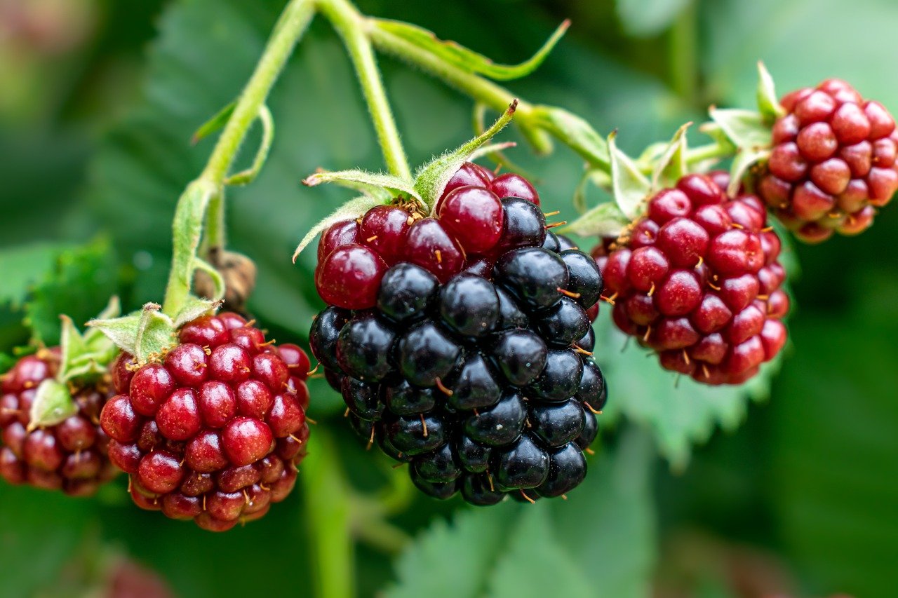 image_0