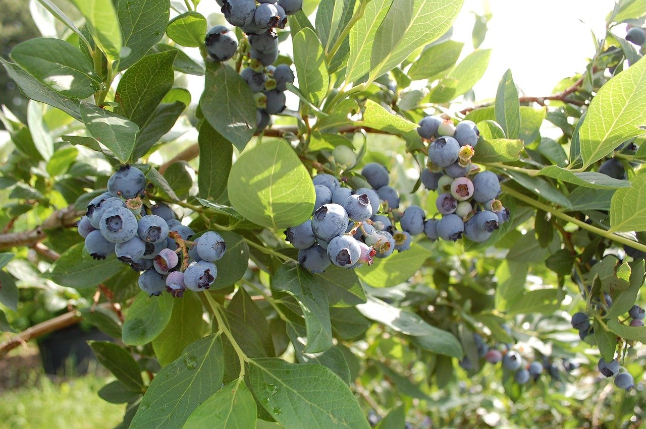 image_1